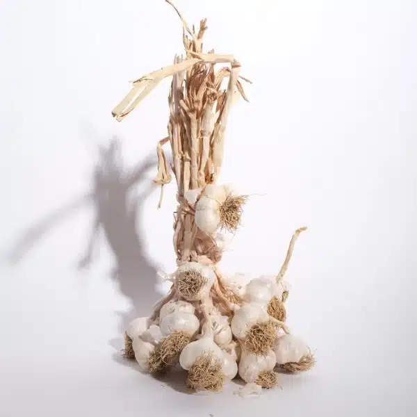 Taşköprü Sarımsağı